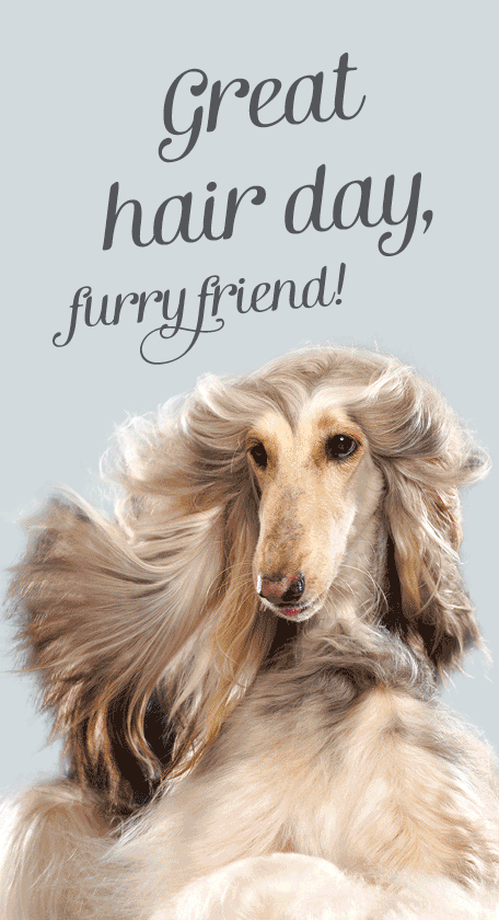 Dog Food Derma Diet