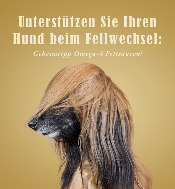 So unterstützen Sie Ihren Hund beim Fellwechsel.