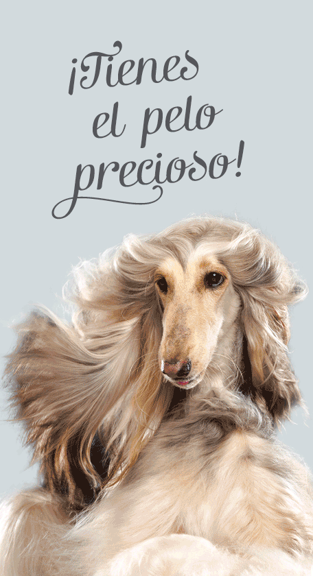 Comida Para Perros Dieta Derma