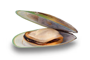 TC Clearly Image GreenLippedMussel