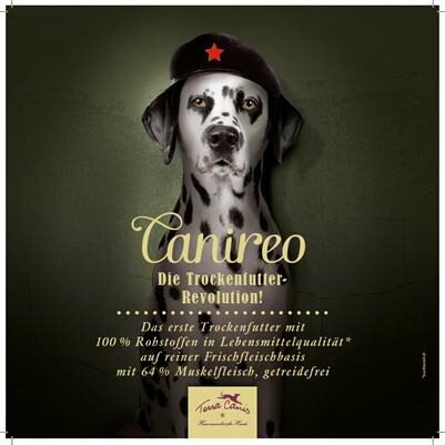 TC FR Flyer Canireo 21x21