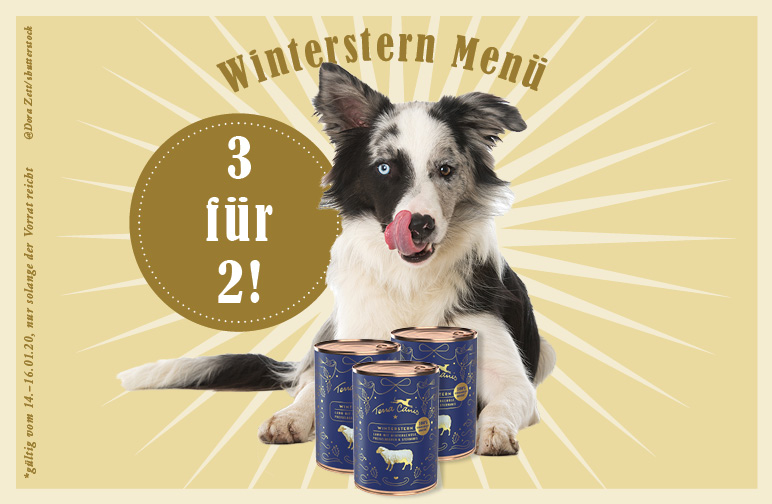 Winterstern