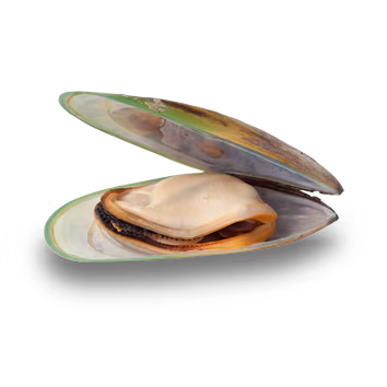 TC Clearly ClaimImage GreenLippedMussel