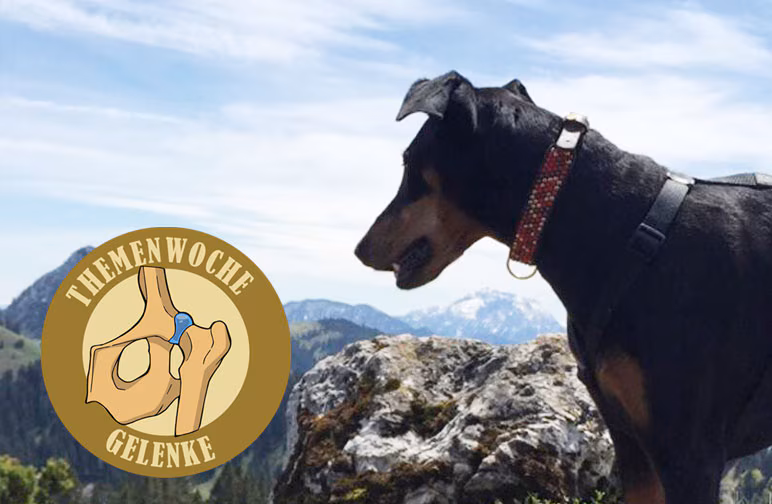 Tierärztin Frau Stephan - Die Goldakupunktur