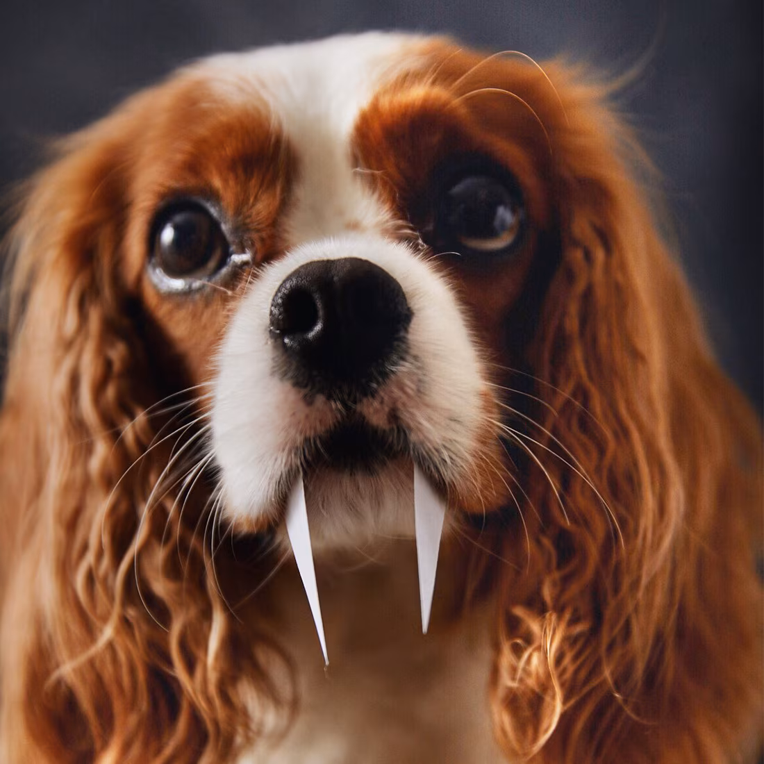 TC Kitchen Corner CookIt Halloween Leckerlis Desktop2