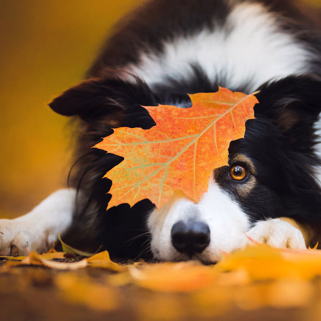 La Enfermedad De Lyme