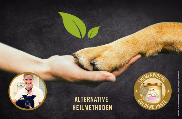 Alternative Heilmethoden – Sanfte Hilfe für den Vierbeiner