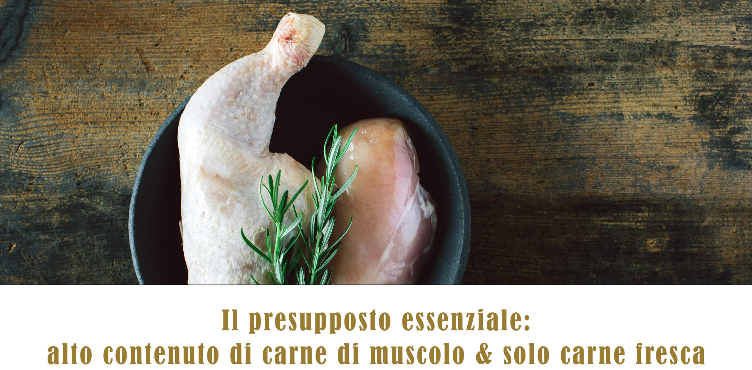 TC Webshop Unterseite Canireo Desktop IT