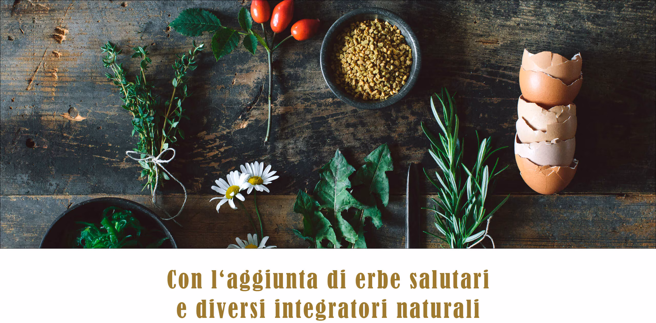 TC Webshop Unterseite Canireo Desktop IT3