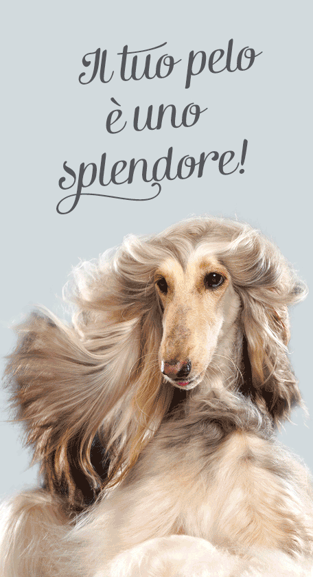 Cibo Per Cani Dieta Derma