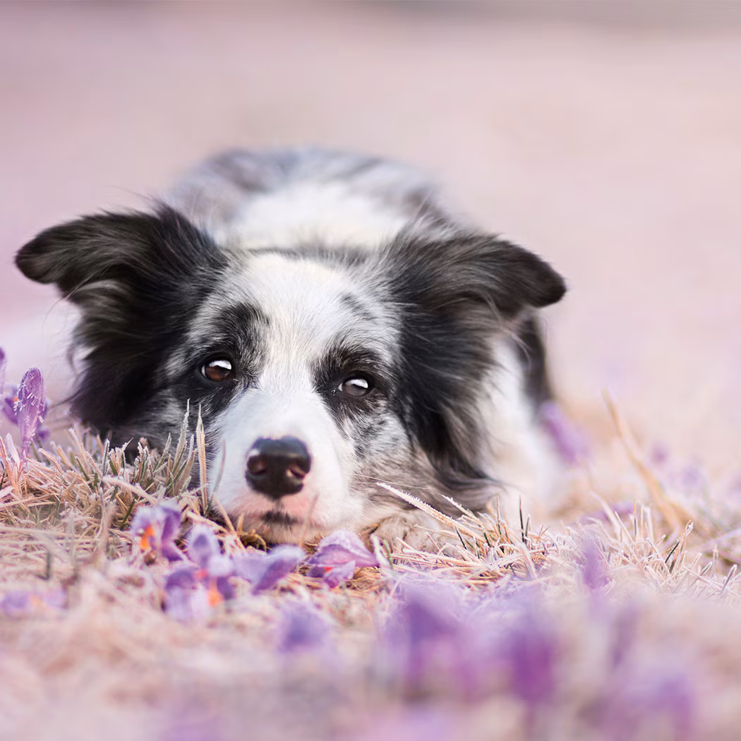 Diarrea En Los Perros