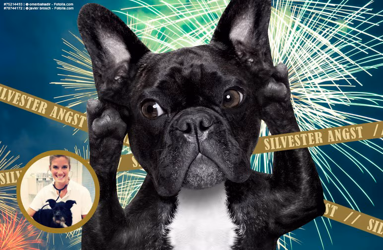 Tierische Silvester-Tipps für den Hund