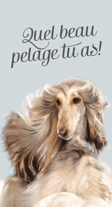Aliments Pour Chiens Regime Derma