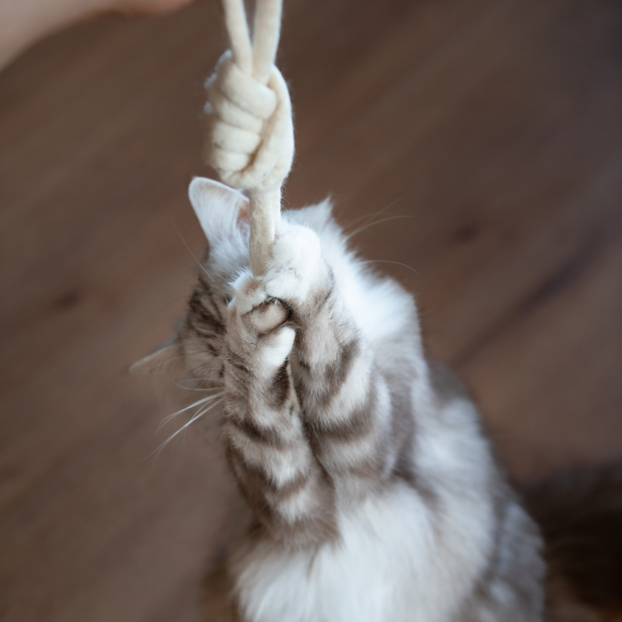 Snaky