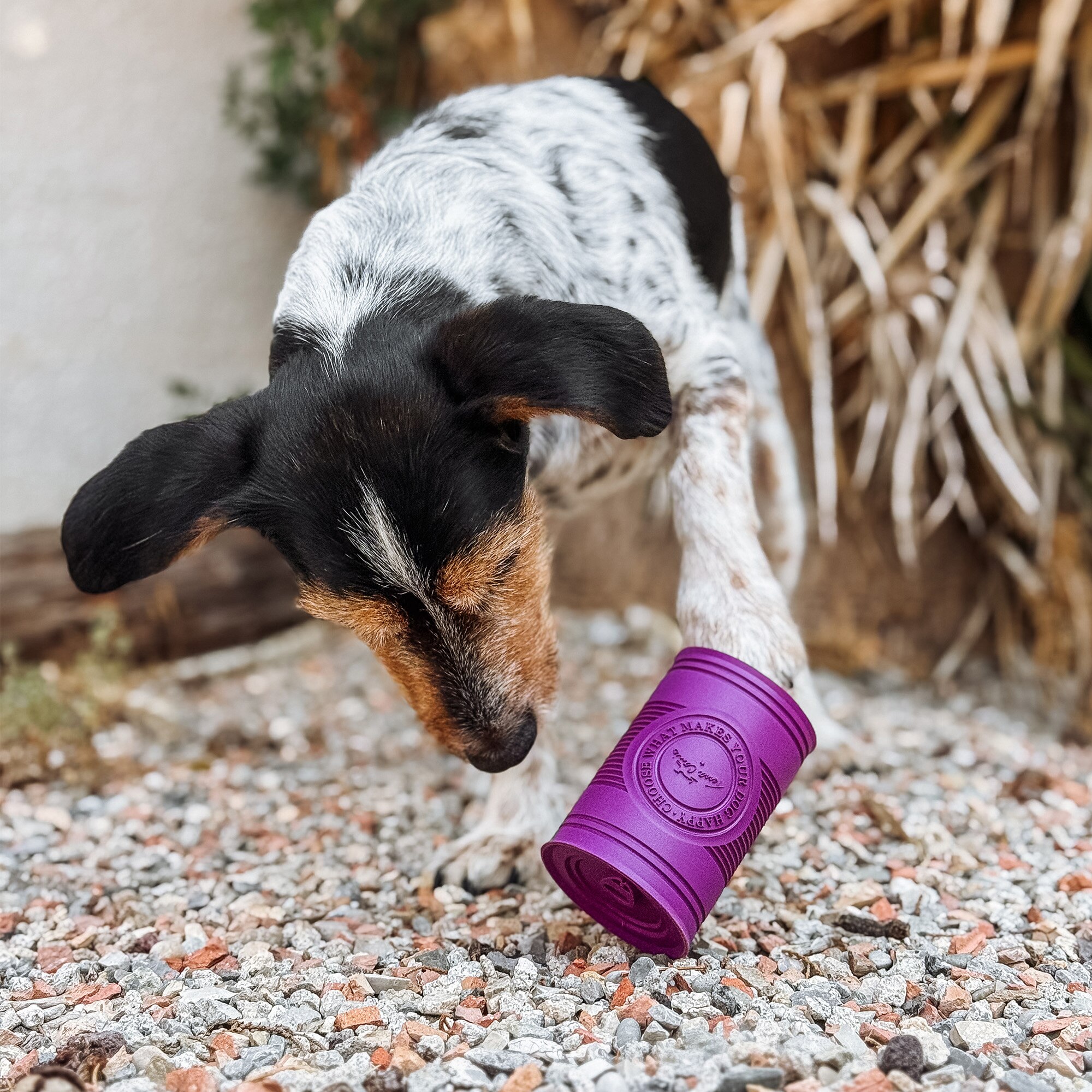 Terra Canis Boîte à mâcher pour friandises
